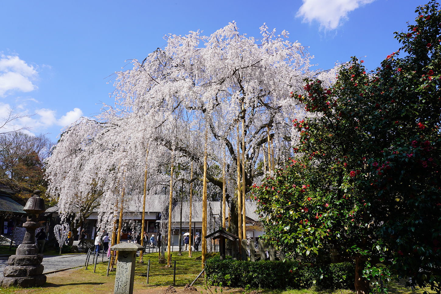 DSC02875足羽神社lt.jpg