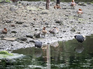 ほし_(2).jpg