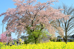 DSC_7134.jpg