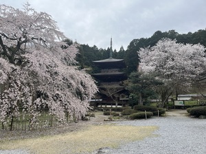 IMG_1378.jpeg