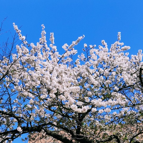 公園桜.jpg