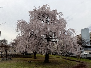 IMG_1228.jpeg