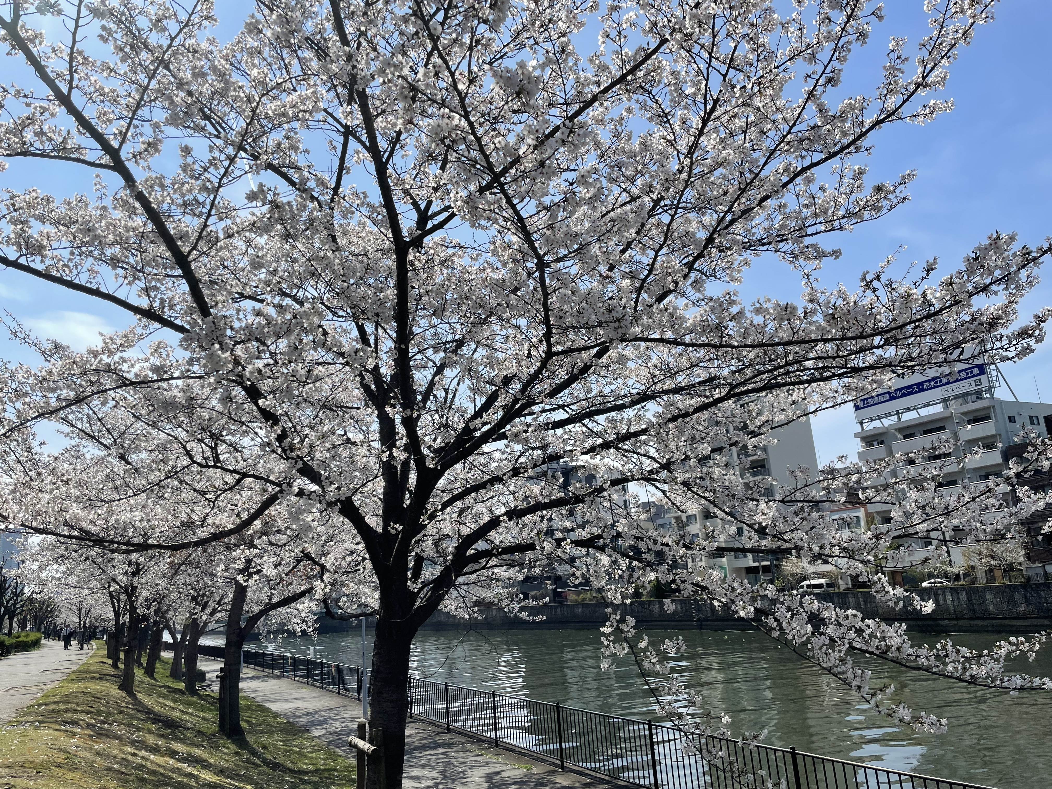 IMG_1223.jpeg