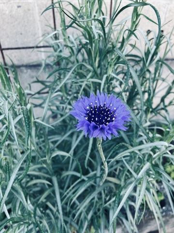 IMG_3330.jpeg