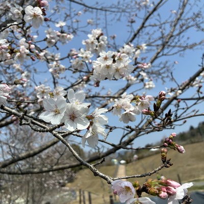 蜀咏悄_2026-03-28_11_51_51.jpg