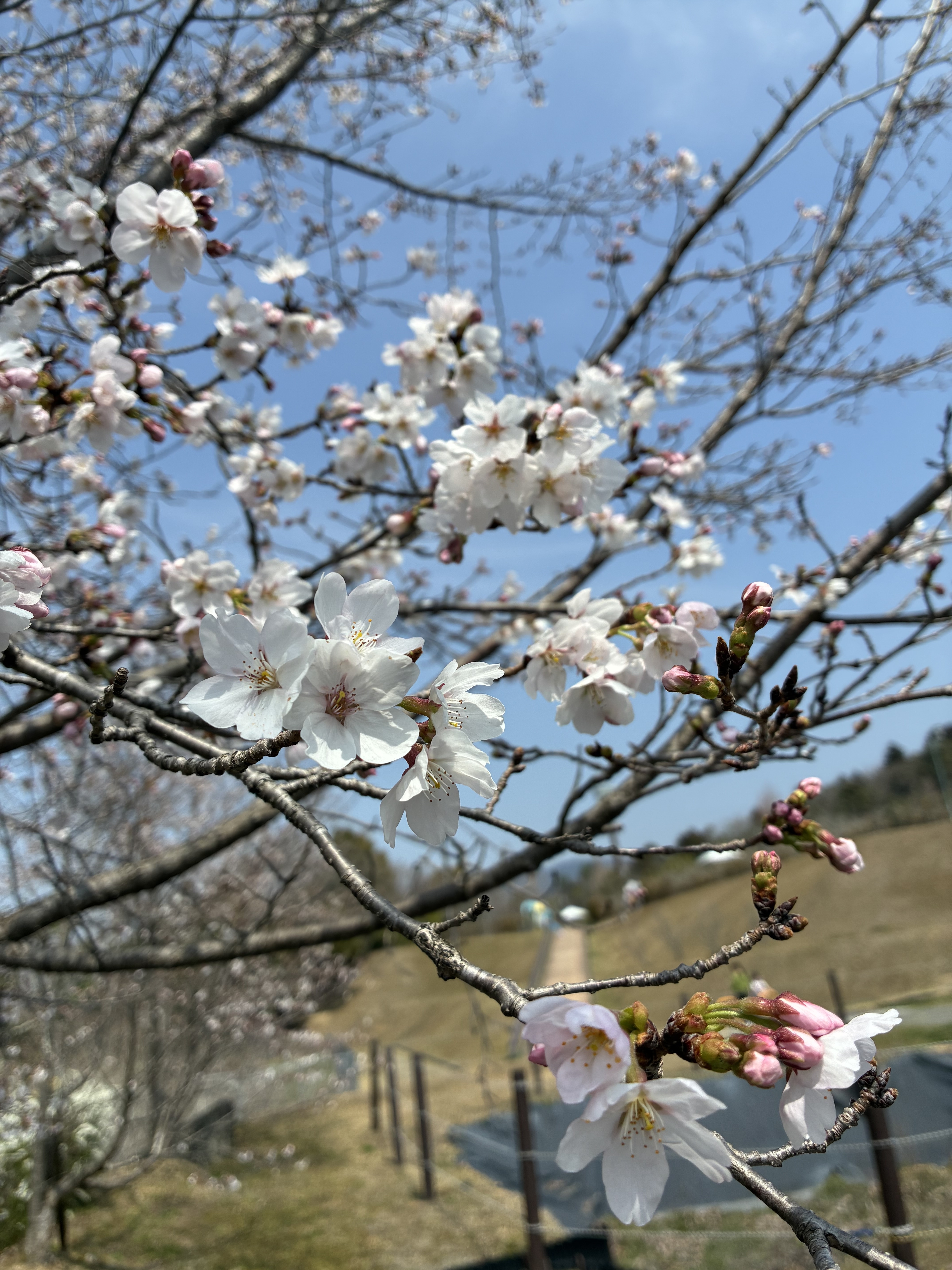 蜀咏悄_2026-03-28_11_51_51.jpg