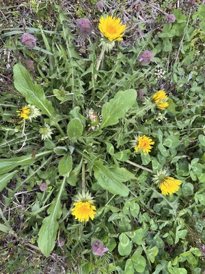 IMG_7390.jpeg