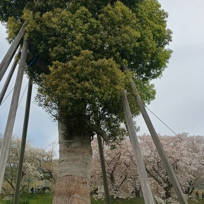 IMG_20260409_104032656_HDR_2.jpg