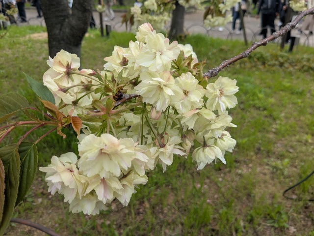 PXL_20260409_014940815.jpg