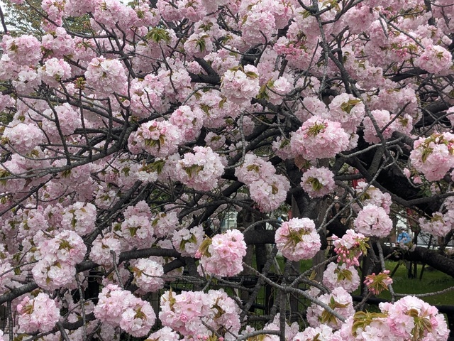 PXL_20260409_021915741.jpg