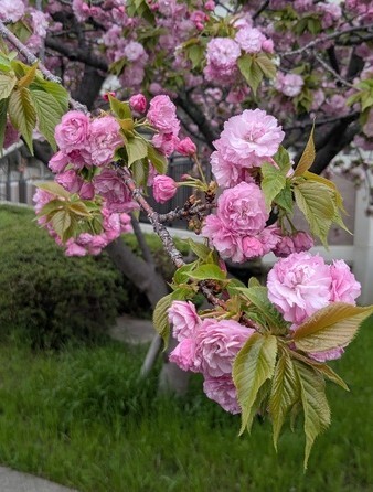 sakurapink.jpg