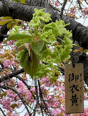IMG_4438_Copy_Copy_Copy.jpeg