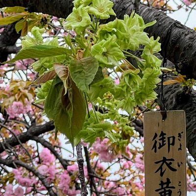 IMG_4438_Copy_Copy_Copy.jpeg