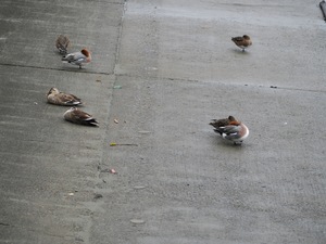 カモ達.jpg