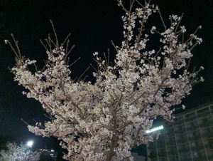 IMG_20260405_223100.jpg