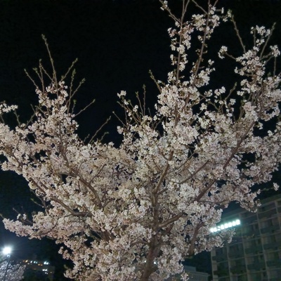 IMG_20260405_223100.jpg