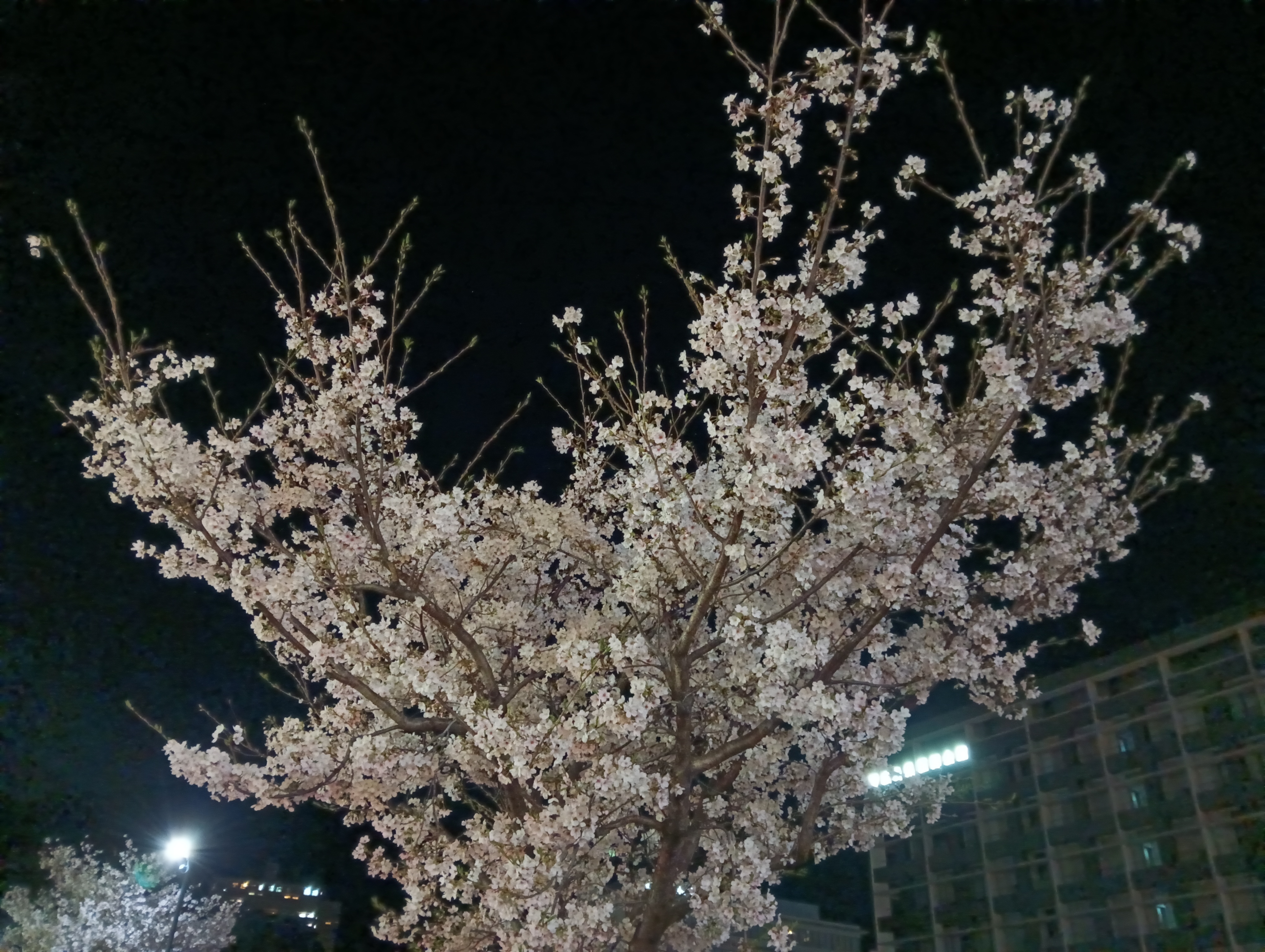 IMG_20260405_223100.jpg