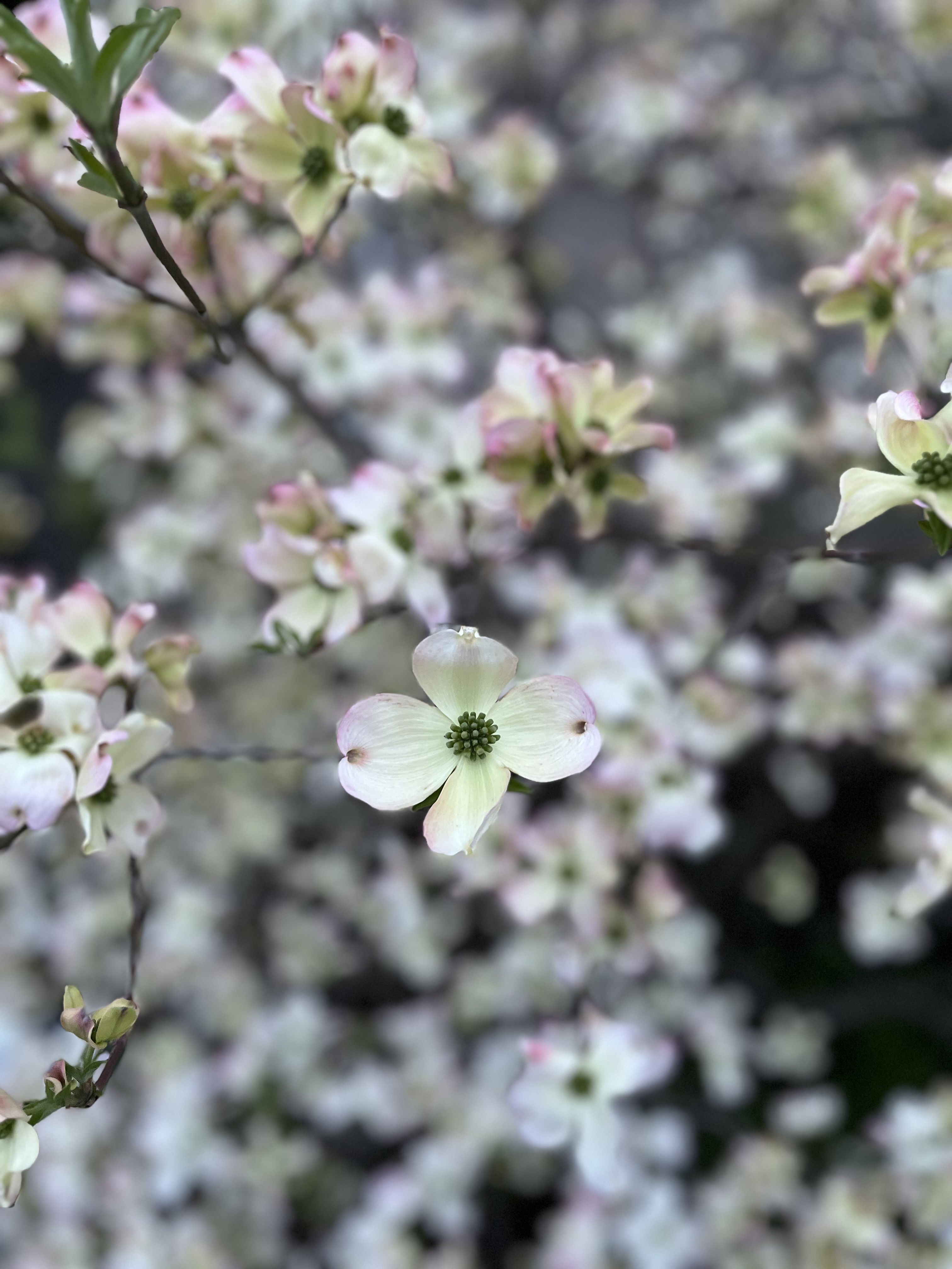 IMG_3004.jpeg
