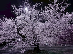 IMG_1944.jpeg