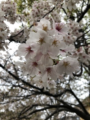IMG_1050.jpeg