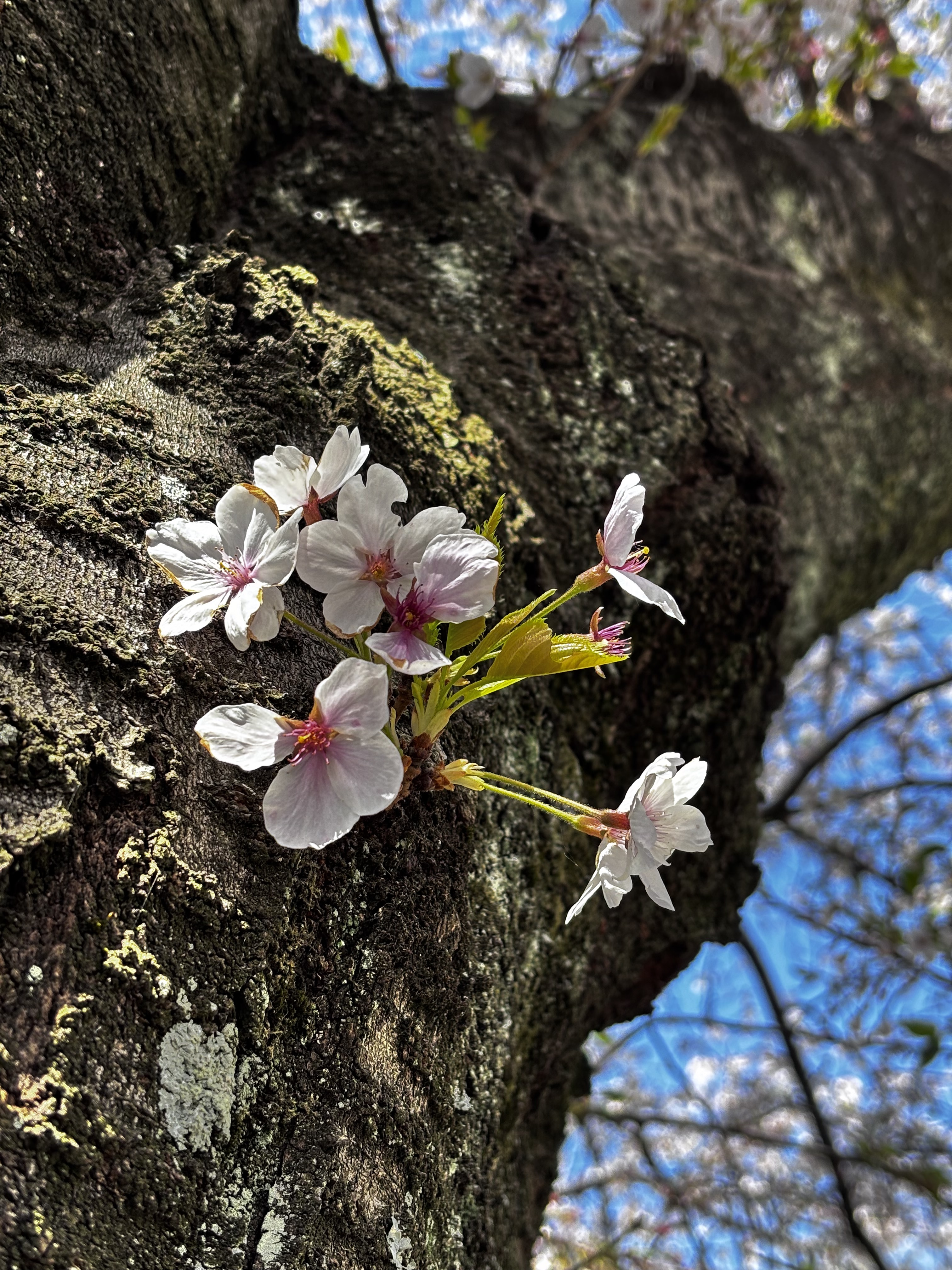IMG_2489.jpeg