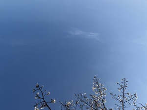 IMG_7384.jpeg