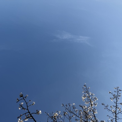 IMG_7384.jpeg