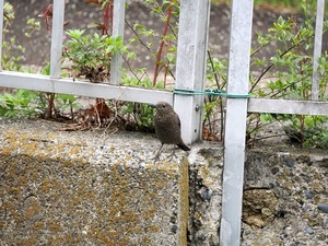 イソヒヨ_(2).jpg