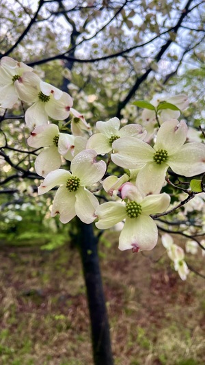 IMG_9614.jpeg