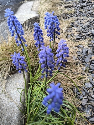 IMG_20260411_073738109_HDR.jpg