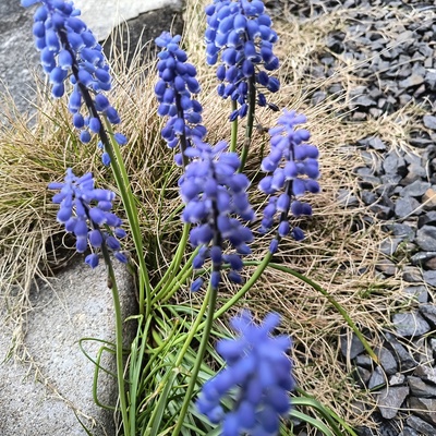 IMG_20260411_073738109_HDR.jpg