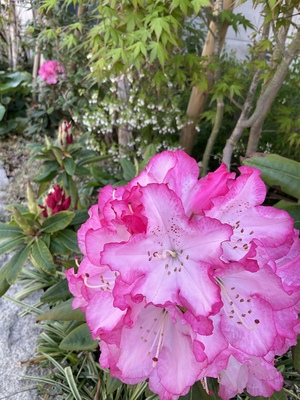 IMG_2277.jpeg
