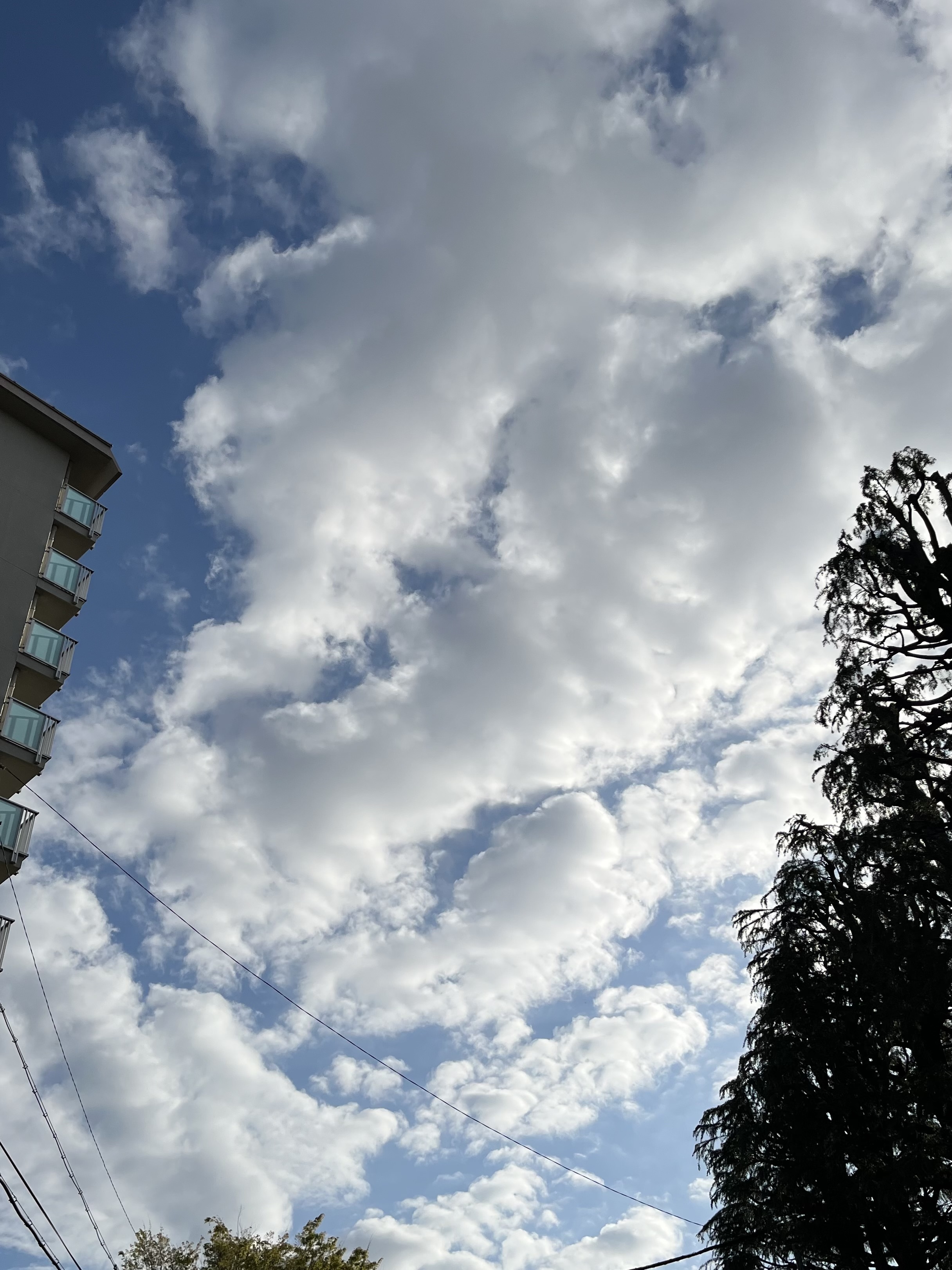 IMG_2996.jpeg