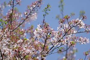 桜.jpg