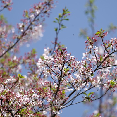 桜.jpg