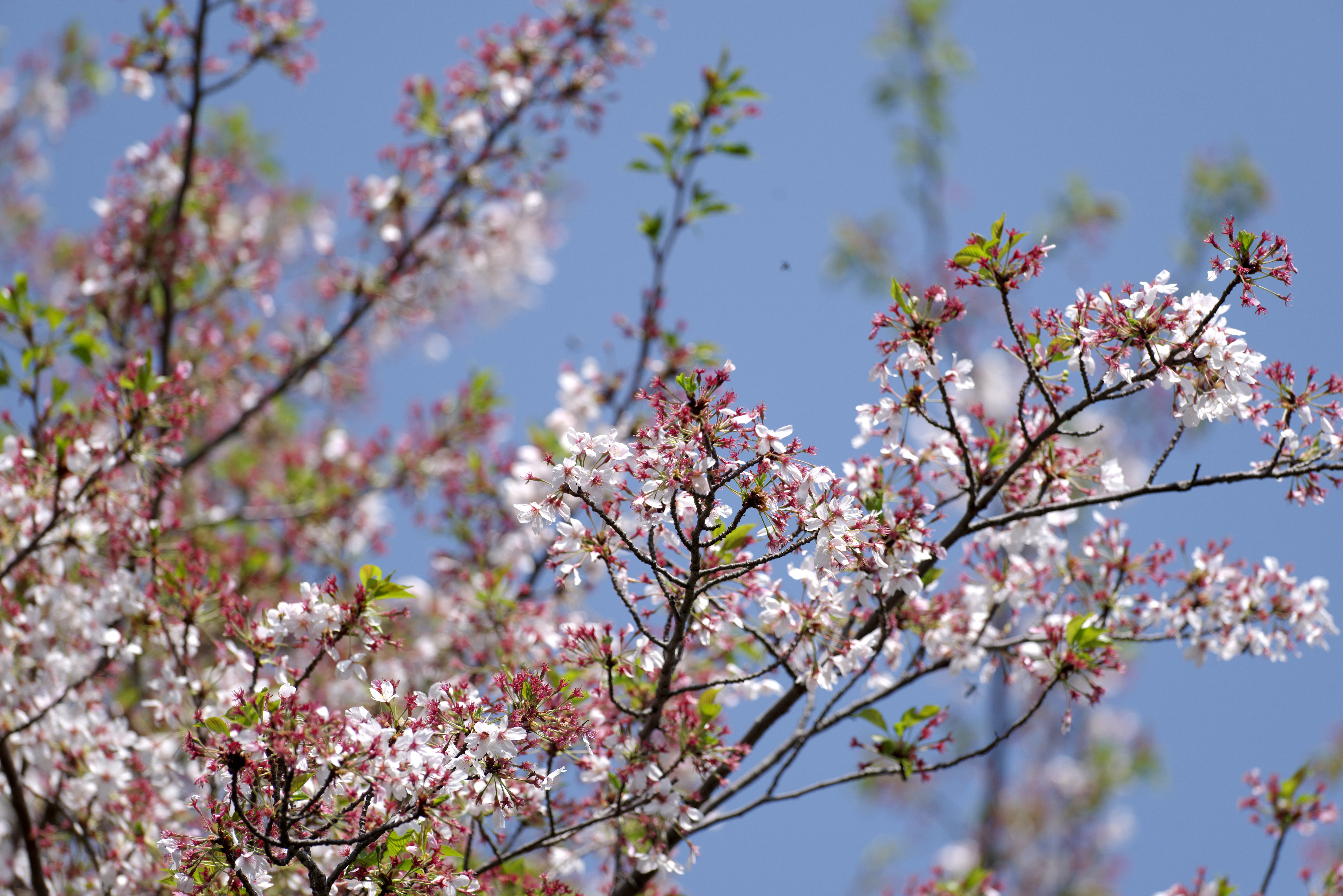 桜.jpg