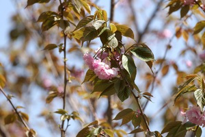 八重桜.jpg
