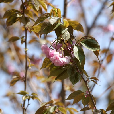 八重桜.jpg