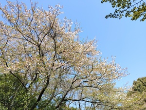 IMG_20260411_091042.jpg
