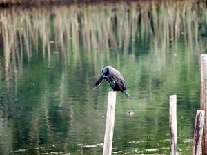 カワウ.jpg