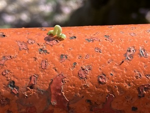 IMG_7273.jpeg