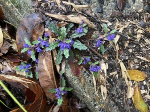 IMG_7318.jpeg