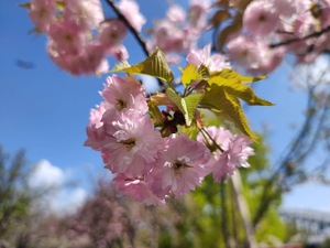 IMG_1518.jpeg