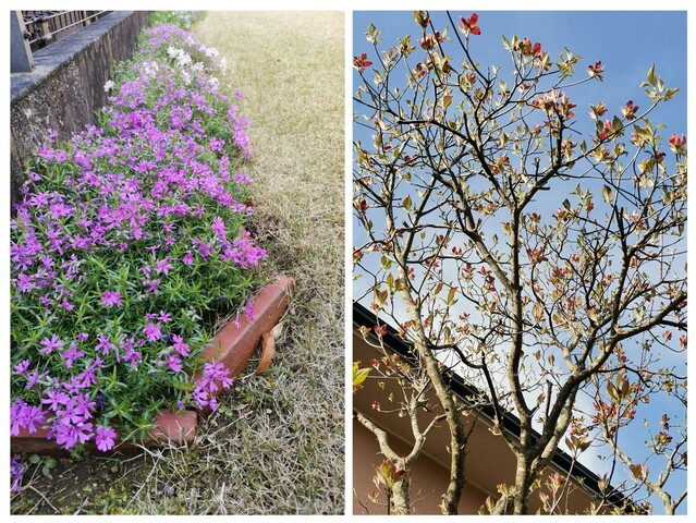 20260412_075413-COLLAGE.jpg