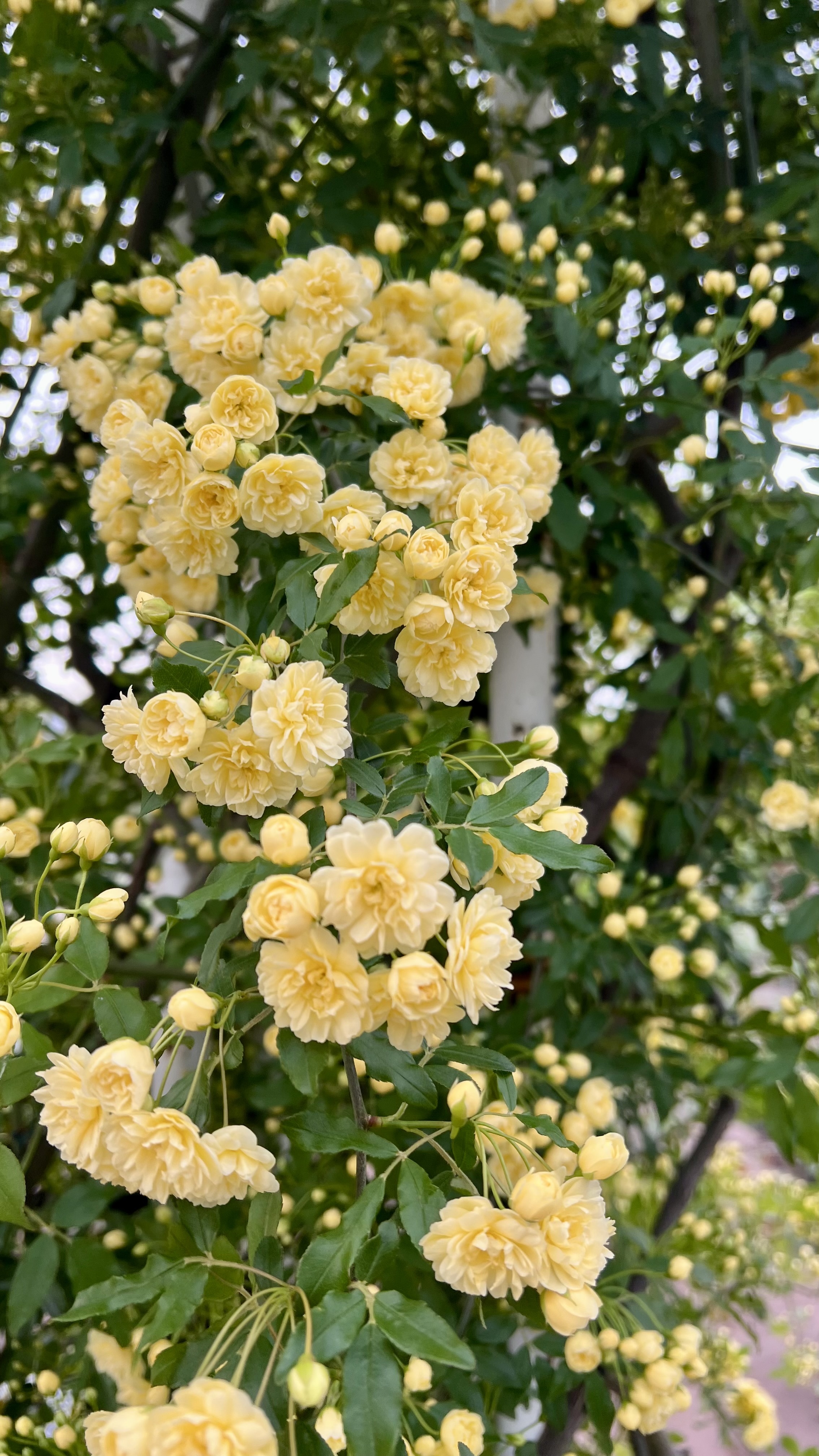 IMG_0046.jpeg