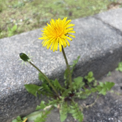 IMG_0202.jpeg