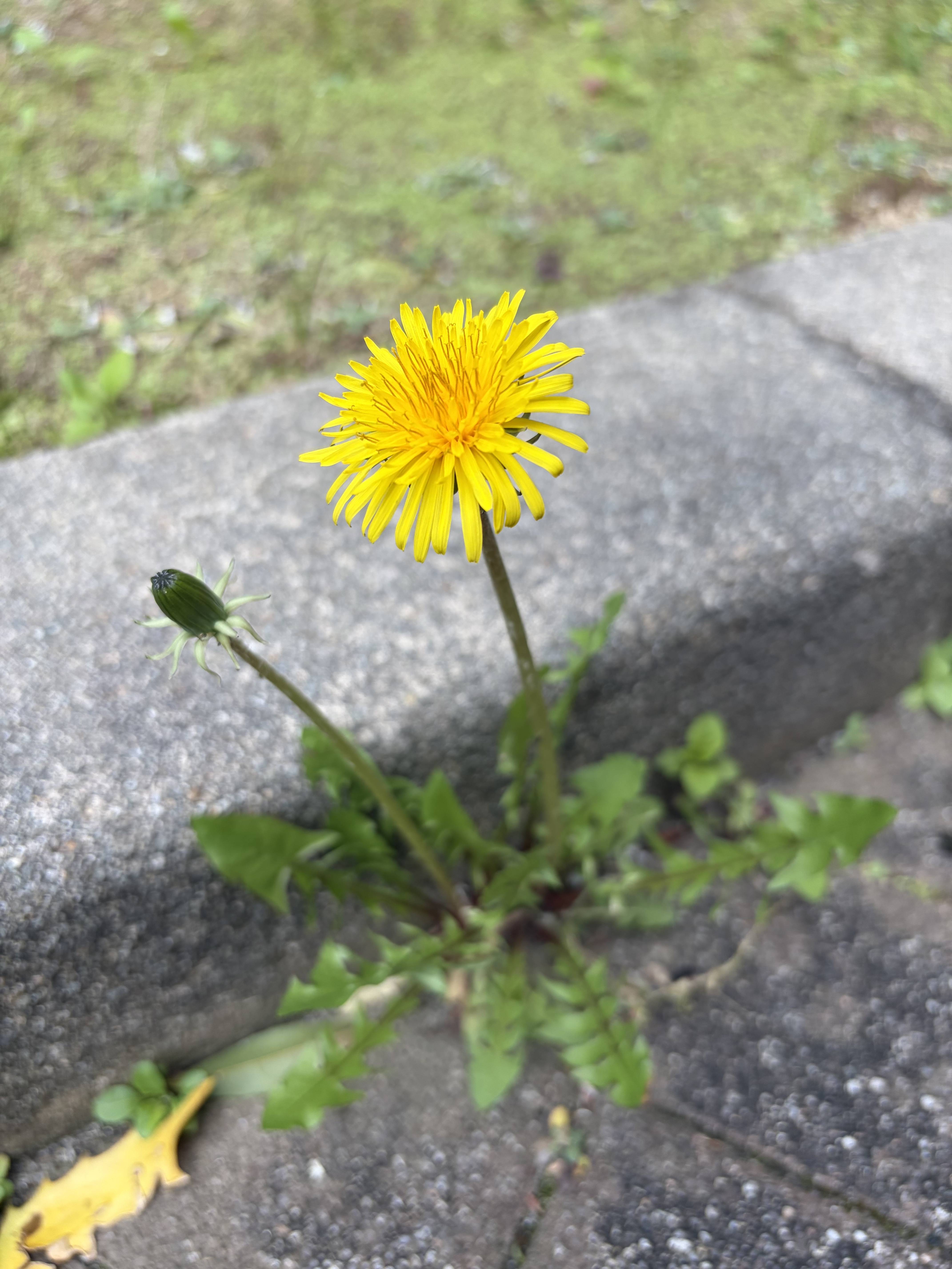 IMG_0202.jpeg