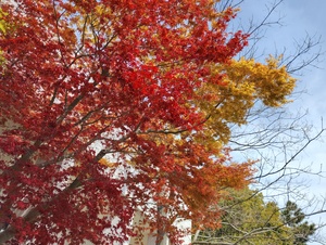 紅葉.jpeg