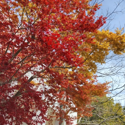 紅葉.jpeg