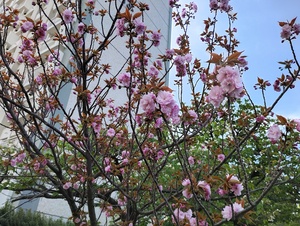 八重桜.jpeg
